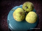 Breadfruit - Fruit of Goa