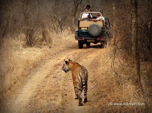 Tigress T39 of Ranthambhore National Park, Sawai Madhopur, Rajasthan