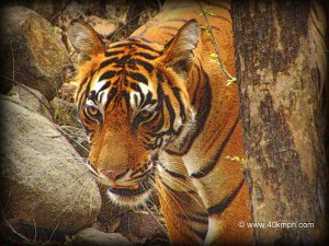 Tigress of Ranthambhore National Park, Sawai Madhopur, Rajasthan
