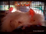 Rabbits Sleeping in Litter Box at Angora Rabbit Farm, Oriya, Mount Abu, Rajasthan