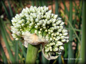 Onion Flower Head