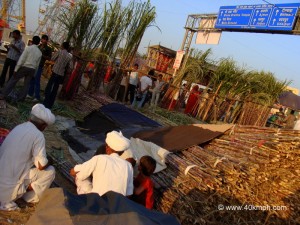 Sugarcane Field Crop for Sale in Pushkar Fair 2011
