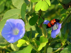 Oil Beetle on the Purple Flower at Keoladeo National Park, Bharatpur, Rajasthan