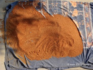 Mandwa Grain Crop of Uttarakhand