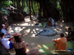 Banyan Tree nearby Sweet Lake, Arambol Beach, Goa