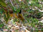 Black Crested Bulbul