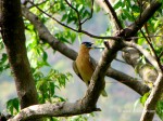 Brahminy Starling