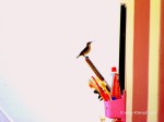 Crimson Sunbird - Female