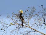Malabar Pied Hornbill