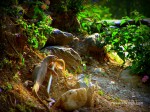 Monitor Lizard Eating Snake