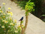Purple Sunbird