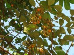 Hinsar Wild Berries