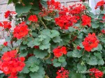Red Geranium Flower