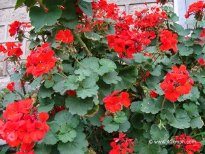 Red Geranium Flower