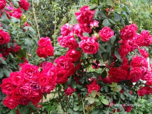 Red Roses Plants in Joshimath, Chamoli, Uttarakhand