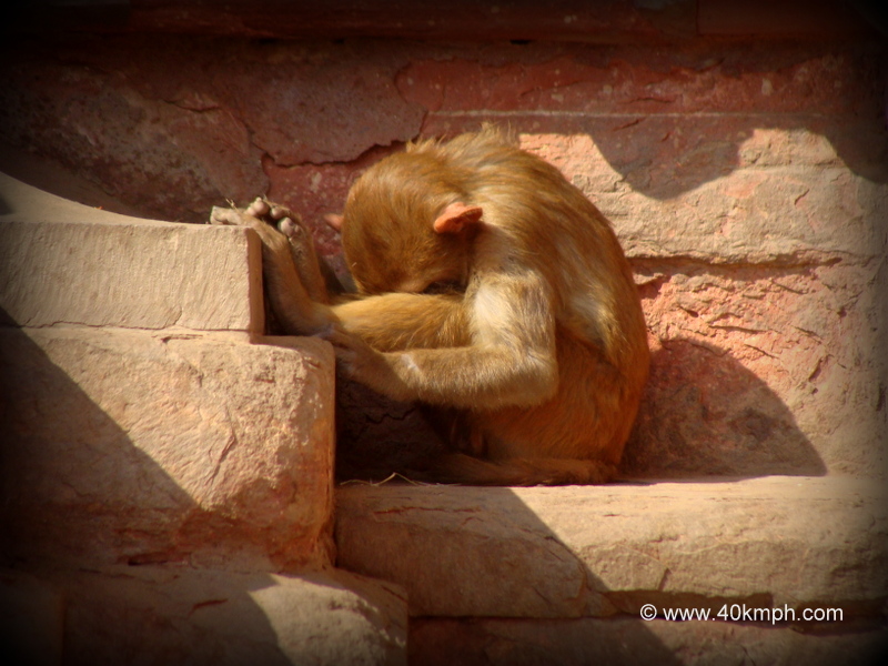 Sleeping Monkey at the entrance of Govind Dev Temple in Vrindavan (Uttar Pradesh, India)