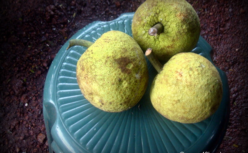Breadfruit - Fruit of Goa