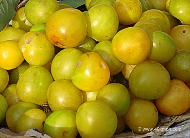 Green Plums - Fruit