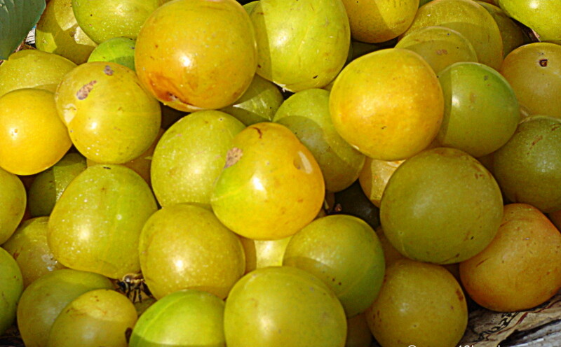 Green Plums - Fruit