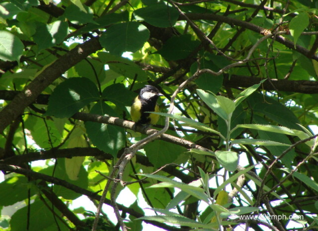 Green-backed Tit
