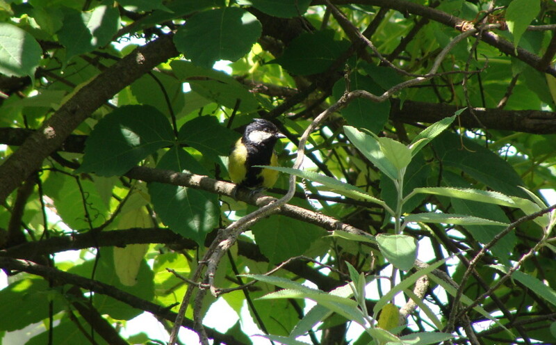 Green-backed Tit