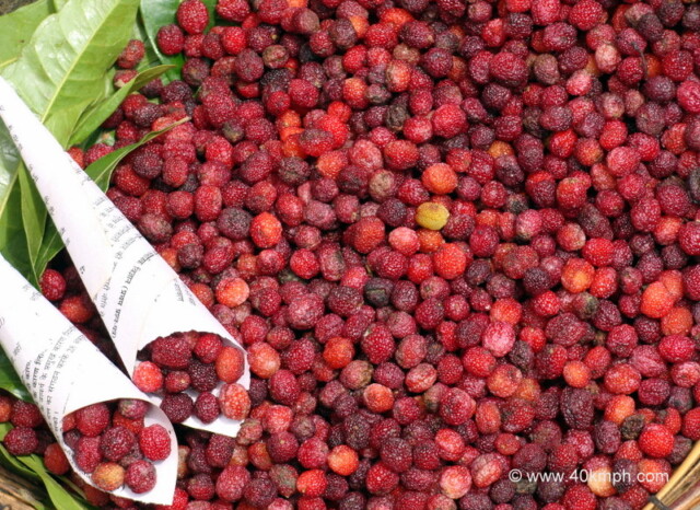 Kafal - Fruit