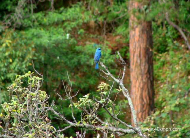 Verditer Flycatcher – Male