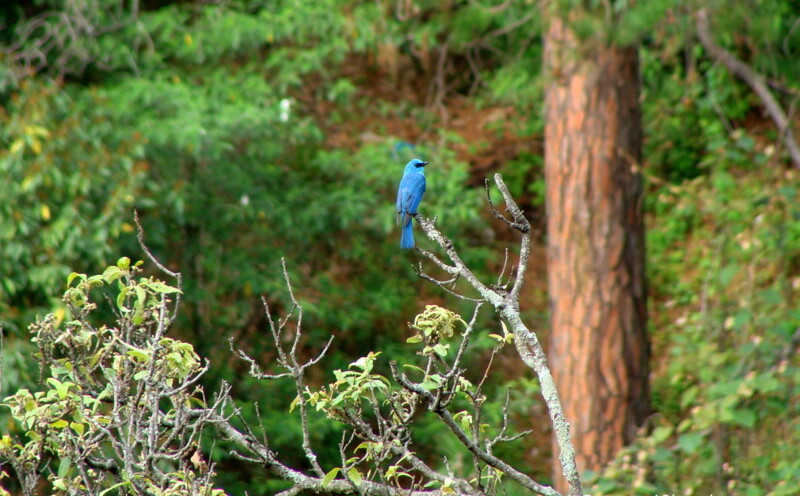Verditer Flycatcher – Male