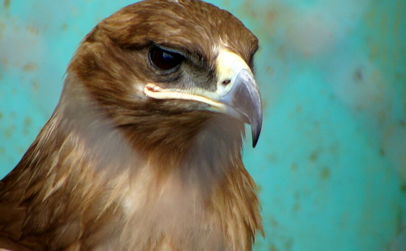 Steppe Eagle at Bharat Ratna Pt. G.B. Pant High Altitude Zoo, Nainital (Uttarakhand, India)