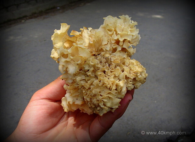 Cauliflower Mushroom a Wild Edible Mushroom at Manali (Himachal Pradesh, India)