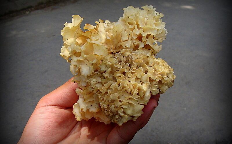 Cauliflower Mushroom a Wild Edible Mushroom at Manali (Himachal Pradesh, India)