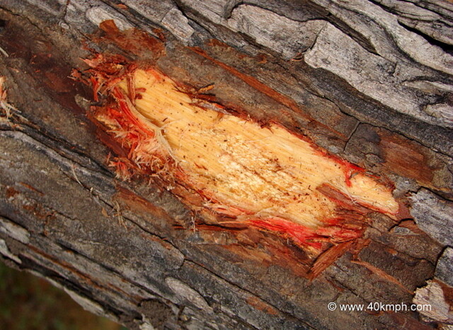 Bark of a Khair Tree