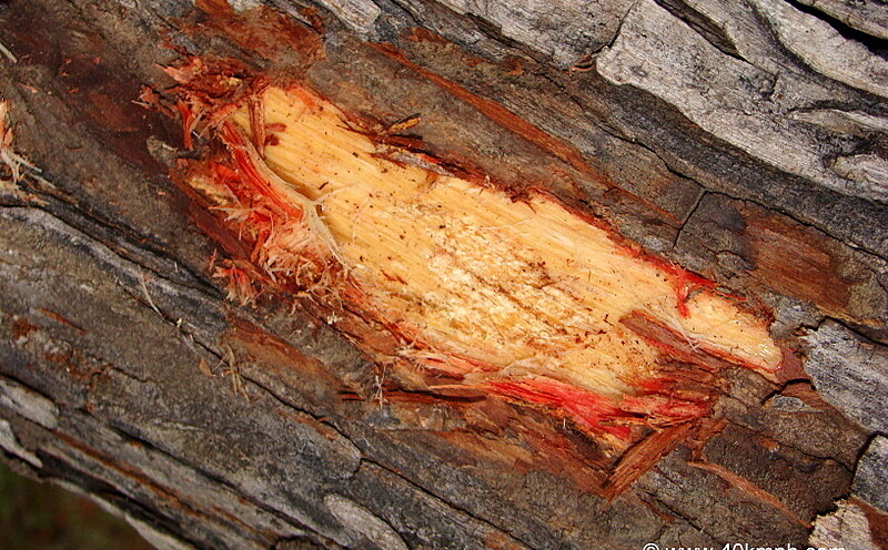 Bark of a Khair Tree