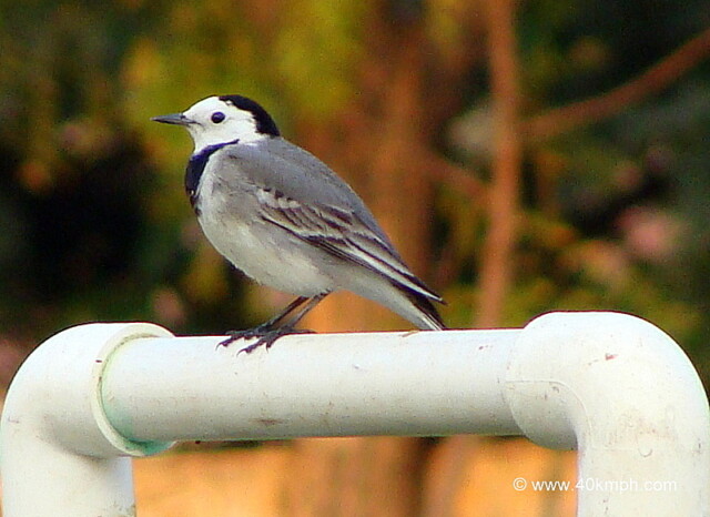 White Wagtail