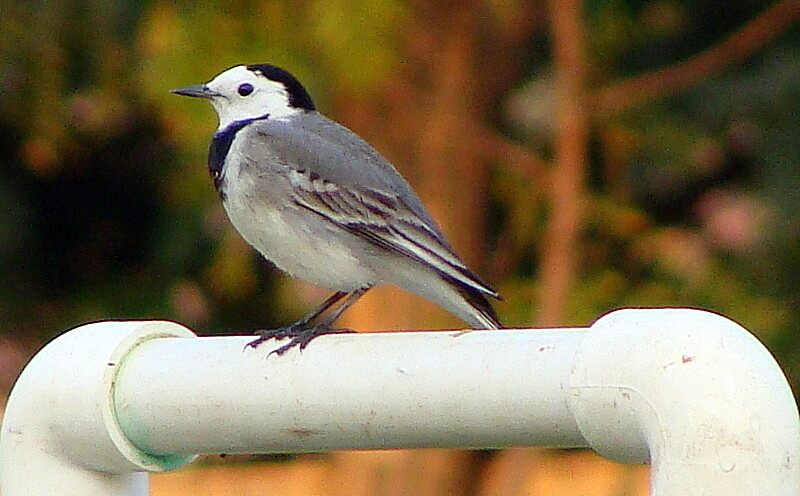 White Wagtail