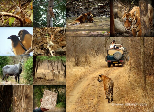 Fauna of Ranthambore National Park, Rajasthan, India