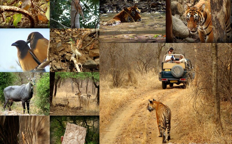 Fauna of Ranthambore National Park, Rajasthan, India