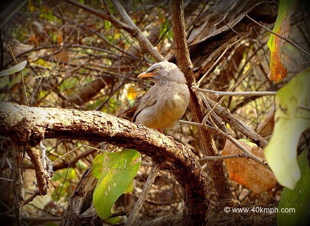 Jungle Babbler - Adult at Ranthambhore National Park, Sawai Madhopur, Rajasthan, India