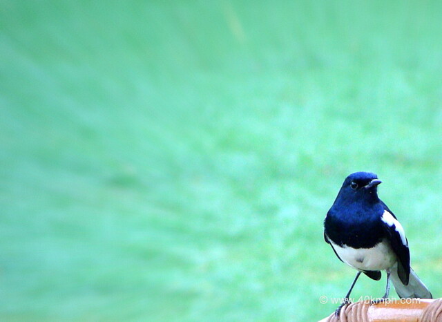 Oriental Magpie Robin - Male