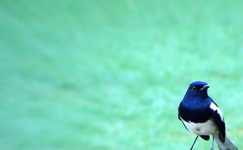 Oriental Magpie Robin - Male