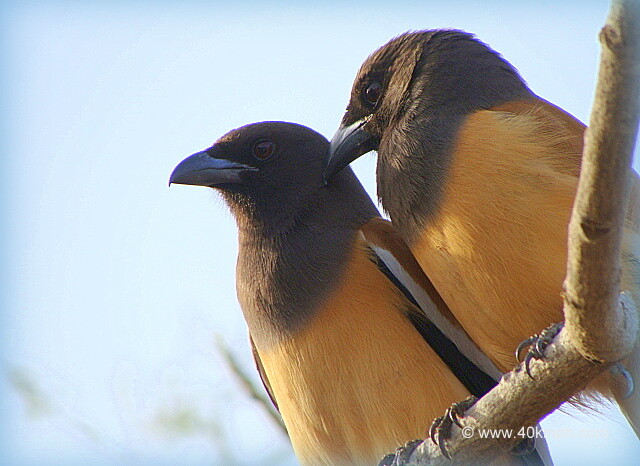 Pair of Rufous Treepie Jungle Babbler - Adult at Ranthambhore National Park, Sawai Madhopur, Rajasthan, India