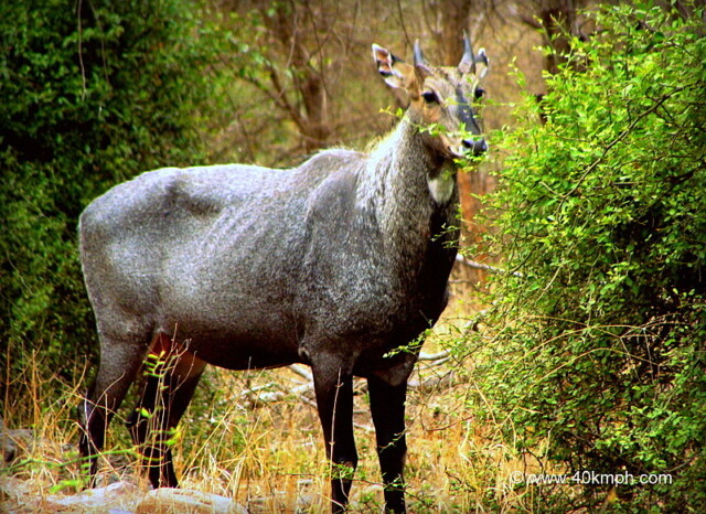 Blue Bull at Ranthambhore National Park, Sawai Madhopur, Rajasthan, India