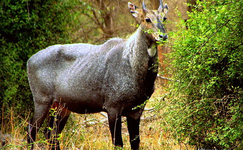 Blue Bull at Ranthambhore National Park, Sawai Madhopur, Rajasthan, India
