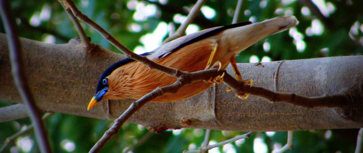 Brahminy Starling also known as Brahminy Myna at Ranthambhore Road, Sawai Madhopur, Rajasthan, India