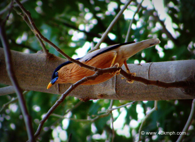 Brahminy Starling also known as Brahminy Myna at Ranthambhore Road, Sawai Madhopur, Rajasthan, India