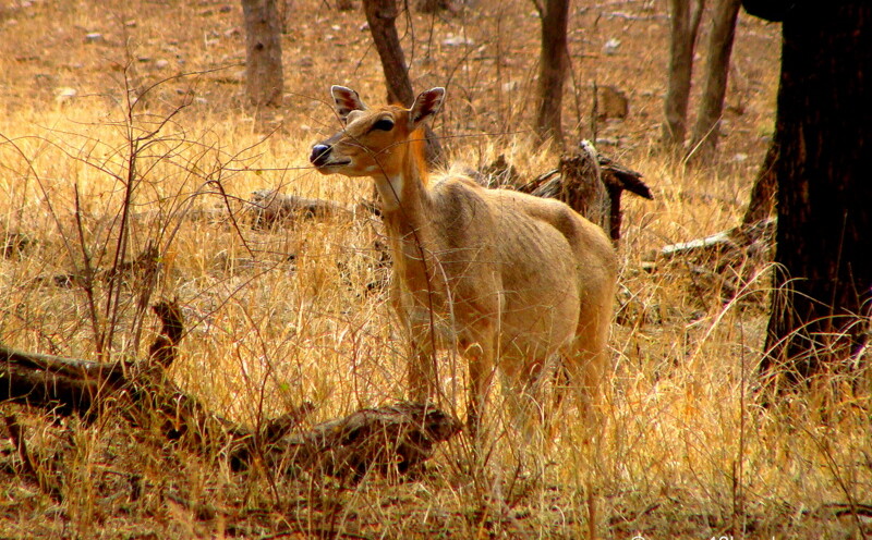 Female Sambar Deer at Ranthambhore National Park, Sawai Madhopur, Rajasthan, India