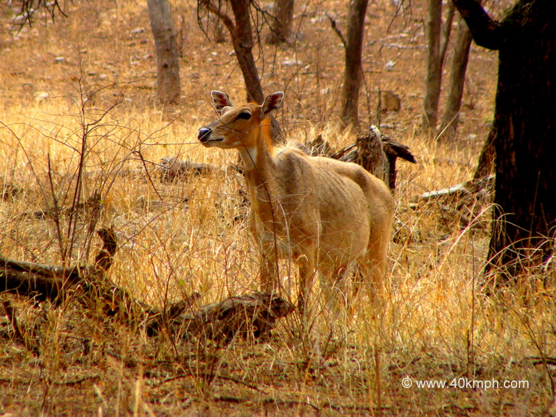 Female Sambar Deer at Ranthambhore National Park, Sawai Madhopur, Rajasthan, India