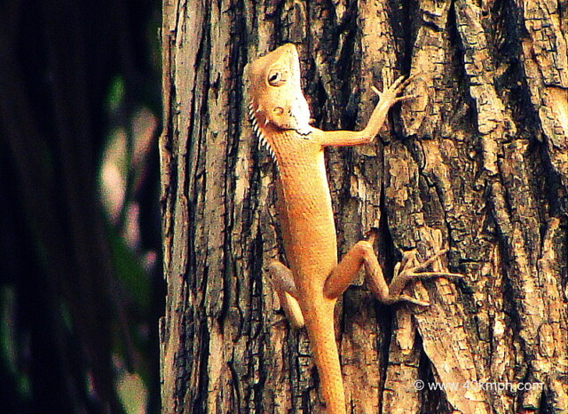 Garden Lizard Climbing Tree at Ranthambhore National Park, Sawai Madhopur, Rajasthan, India