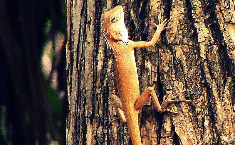 Garden Lizard Climbing Tree at Ranthambhore National Park, Sawai Madhopur, Rajasthan, India