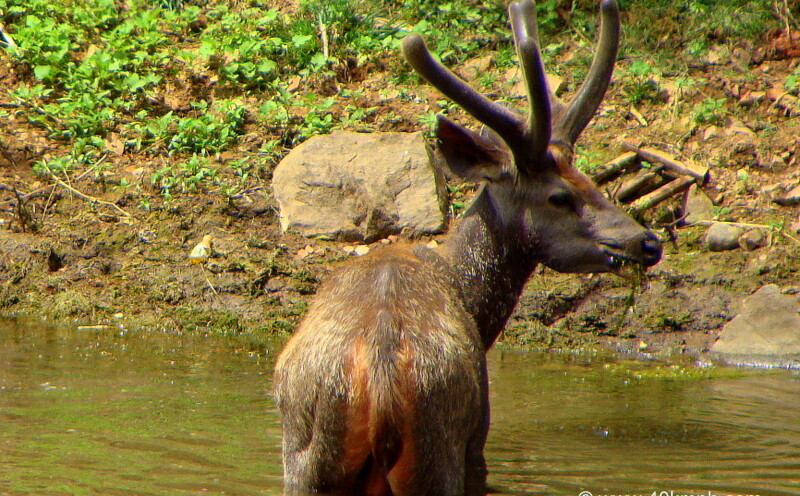 Male Sambar Deer in Pond at Ranthambhore National Park, Sawai Madhopur, Rajasthan, India